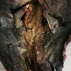 Poisson chat fumé- Konkoin